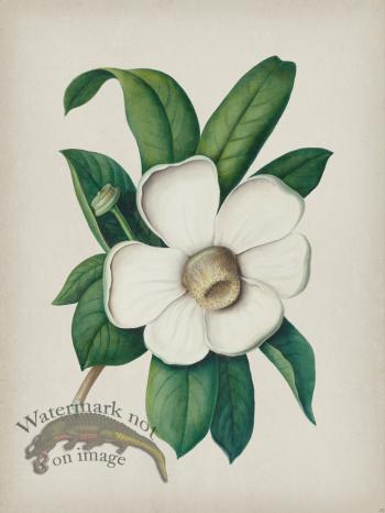 Andean Botanicals 025